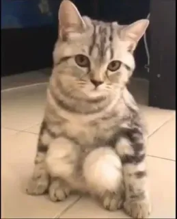❤ gato, animal de estimação, animal, gato doméstico, gatinho, mamífero telegram sticker