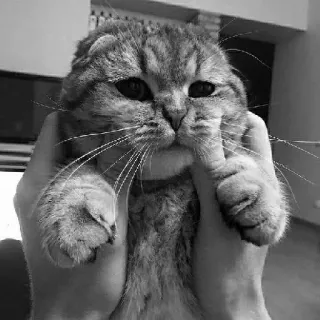 🖇 cat, animal, pet, cute, kitten, domestic cat, mammal, feline telegram sticker