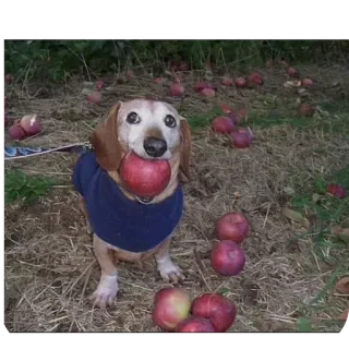 🌱 hond, teckel, appel, appels, herfst, herfst, huisdier, dier whatsapp sticker