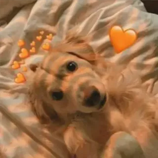 😀 hond, puppy, hartjes, schattig, huisdier, golden retriever telegram sticker