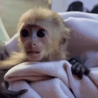 😯 scimmia, carino, animale, primate, cucciolo di scimmia telegram sticker