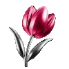 🌷