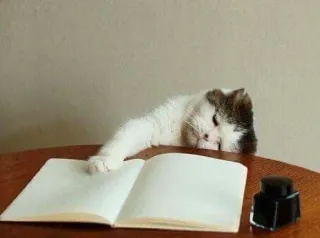 🤑 Katze, Buch, Schreibtisch, Schreiben, Tinte, Tier, Studium telegram sticker