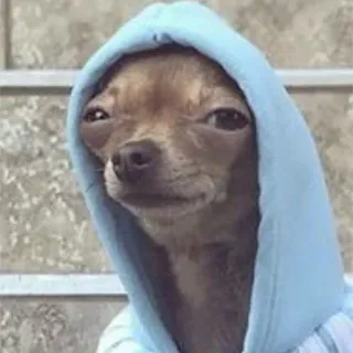 😑 Hund, Chihuahua, Kapuzenpullover, Tier, Haustier whatsapp sticker