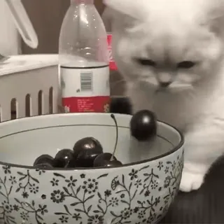 🍒 gato, gatinho, animal de estimação, animal, cereja, fofo, animal doméstico, doce, fruta, tigela telegram sticker