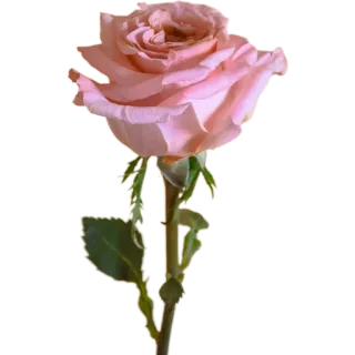 🥀 ดอกไม้, กุหลาบ, สีชมพู, ลายดอก, ธรรมชาติ, พืช telegram sticker
