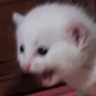 😨 kotek, kot, biały, słodki, zwierzę, mem telegram sticker