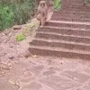 🏃