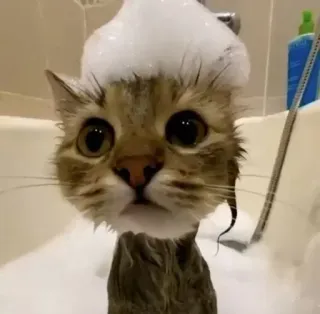 🧖‍♀️ cat, bath, bubbles, animal, pet, cute, kitten, funny telegram sticker