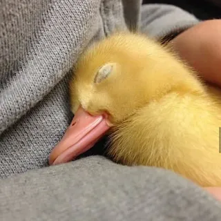 😴 오리 새끼, 아기 오리, 자는, 귀여운, 동물, 새, 노란색 telegram sticker