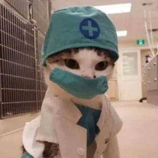 🌟 gatto, dottore, animale, animale domestico, veterinario, chirurgia, medico telegram sticker