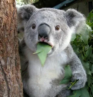 😳 koala, animale, carino, marsupiale, australia, fauna selvatica telegram sticker