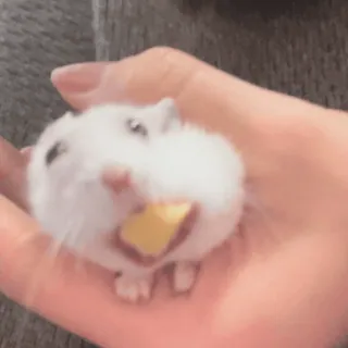 🐹 hamster, cute, animal, rodent, pet, small, eating, cheese telegram sticker