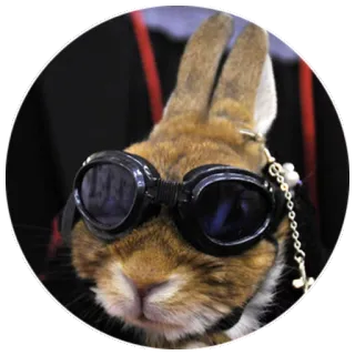 😎 bunny, rabbit, animal, goggles, cute, aviator, pet telegram sticker