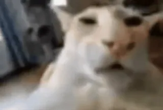 😶 chat, mème, animal, drôle, chat blanc, suffisant whatsapp sticker