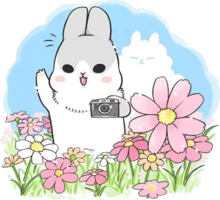 😆 rabbit, camera, flowers, cute, bunny, cartoon, sticker telegram sticker