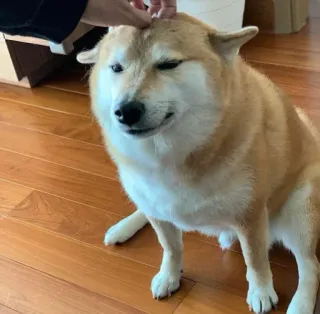 ❤️ dog, shiba inu, pet, animal, cute, doge telegram sticker