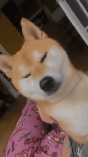 👀 pies, shiba inu, zwierzę, słodki, zwierzak telegram sticker