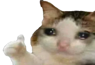 🥺 cat, sad, thumbs up, animal, meme telegram sticker