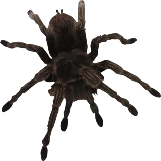 🕷 spin, arachnida, vogelspin, insect, dier telegram sticker