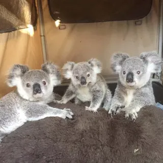 🐨 koala, animal, wildlife, marsupial, australia, cute, kawaii, baby koala telegram sticker