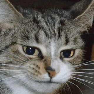 😐 chat, animal, animal de compagnie, félin, mammifère, chat domestique telegram sticker