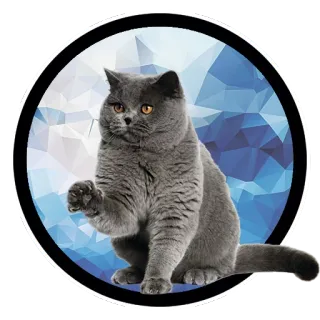 👋 gato, gato cinza, adesivo, animal, animal de estimação telegram sticker
