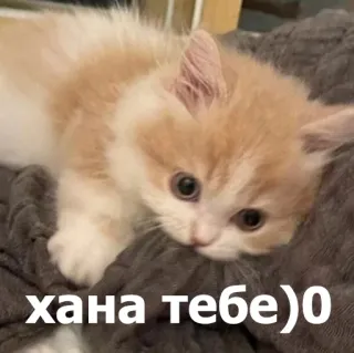 😤 хана тебе)0 แมว, ลูกแมว, น่ารัก, มีม, รัสเซีย, ข้อความ, Hana Tebe, สติกเกอร์แมว telegram sticker