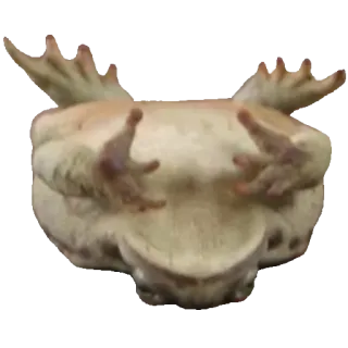 ❤️ rã, animal, de cabeça para baixo, sapo, anfíbio whatsapp sticker