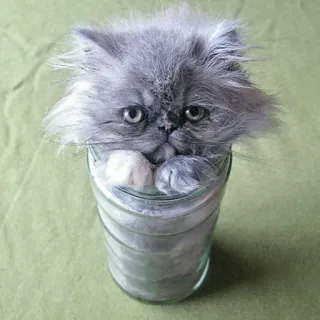 🤓 gato, gatito, tarro, animal, lindo, mascota, esponjoso telegram sticker