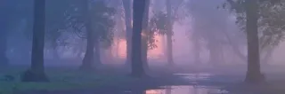 😍 Natur, Wald, Bäume, Nebel, Landschaft telegram sticker