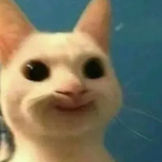 😌 gatto, animale, meme, divertente, carino, animale domestico, faccia telegram sticker