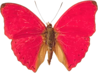 🐝 butterfly, red, insect, nature, wings whatsapp sticker