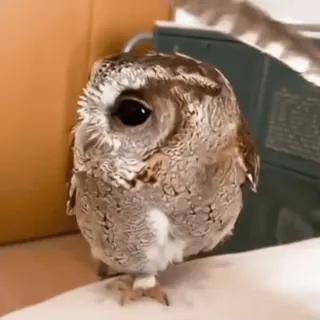 🦉 sowa, ptak, zwierzę, słodki, dzika przyroda, natura telegram sticker