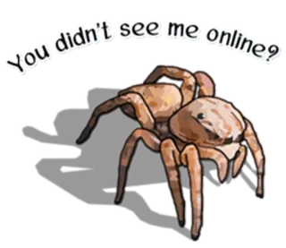 😮 You didn't see me online? spider, online, creepy, animal, bug telegram sticker