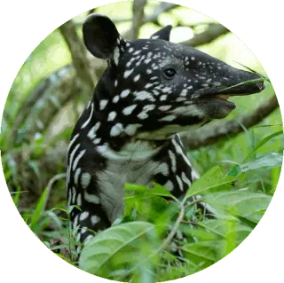 🍃 Тапир, Животное, Дикая природа, Млекопитающее, Природа telegram sticker