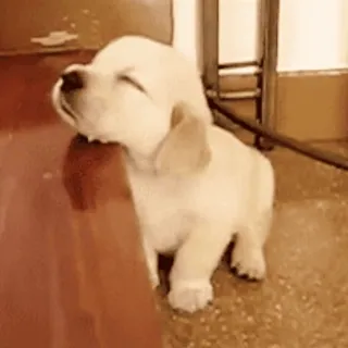 😴 chiot, chien, mignon, endormi, animal, golden retriever telegram sticker