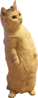 Эти ебучие коты telegram stickers