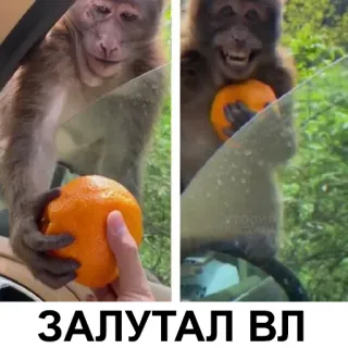 😊 ЗАЛУТАЛ ВЛ singe, orange, drôle, mème, voiture telegram sticker
