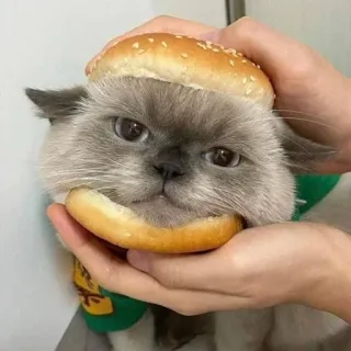 🍔 고양이, 버거, 동물, 음식, 애완 동물 telegram sticker