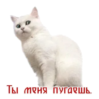 😯 Ты меня пугаешь. telegram sticker