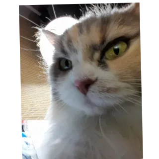 🐱 кот, питомец, животное, калико telegram sticker