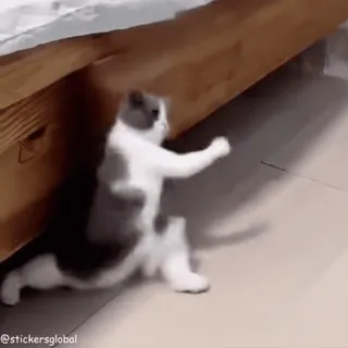 👊 cat whatsapp sticker