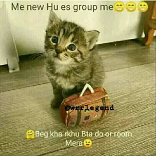 🥺 Me new Hu es group me
@wrrlegend
Beg kha rkhu Bta do or room
Mera chaton, sac, animal de compagnie, animal, mignon whatsapp sticker