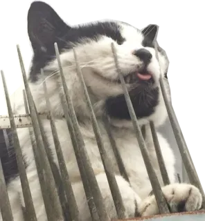 😈 gato, lengua, animal, blanco y negro, barras telegram sticker