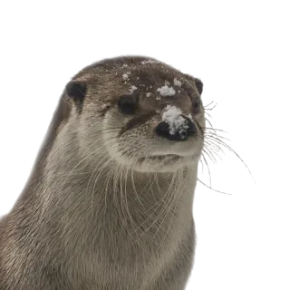 ❄️ выдра, животное, млекопитающее, дикая природа, милый, снег, зима telegram sticker