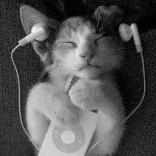 🎧 gatto, gattino, iPod, musica, cuffie, animale telegram sticker