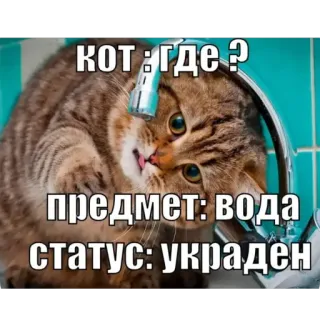 🫥 кот: где?
предмет: вода
статус: украден kat, water, grappig, sticker, russisch whatsapp sticker