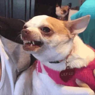 🐶 LILY LU Hund, Chihuahua, wütend, Haustier, Tier, Meme telegram sticker