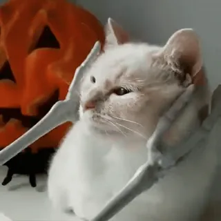 🧶 gato, esqueleto, halloween, calabaza, lindo, animal, mascota whatsapp sticker